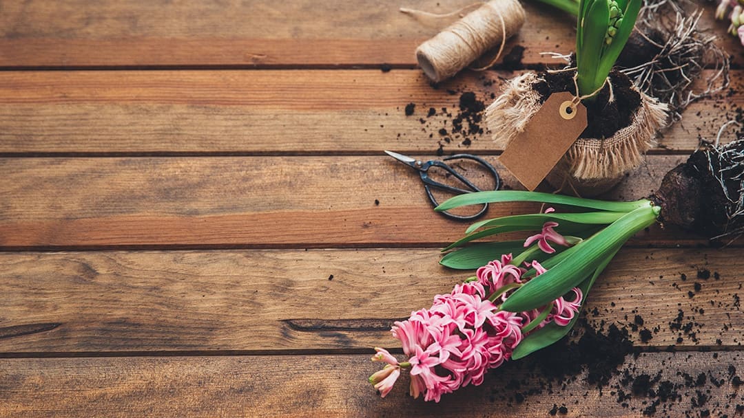 Plants Ready to be Planted - Outdoor Planter Boxes
